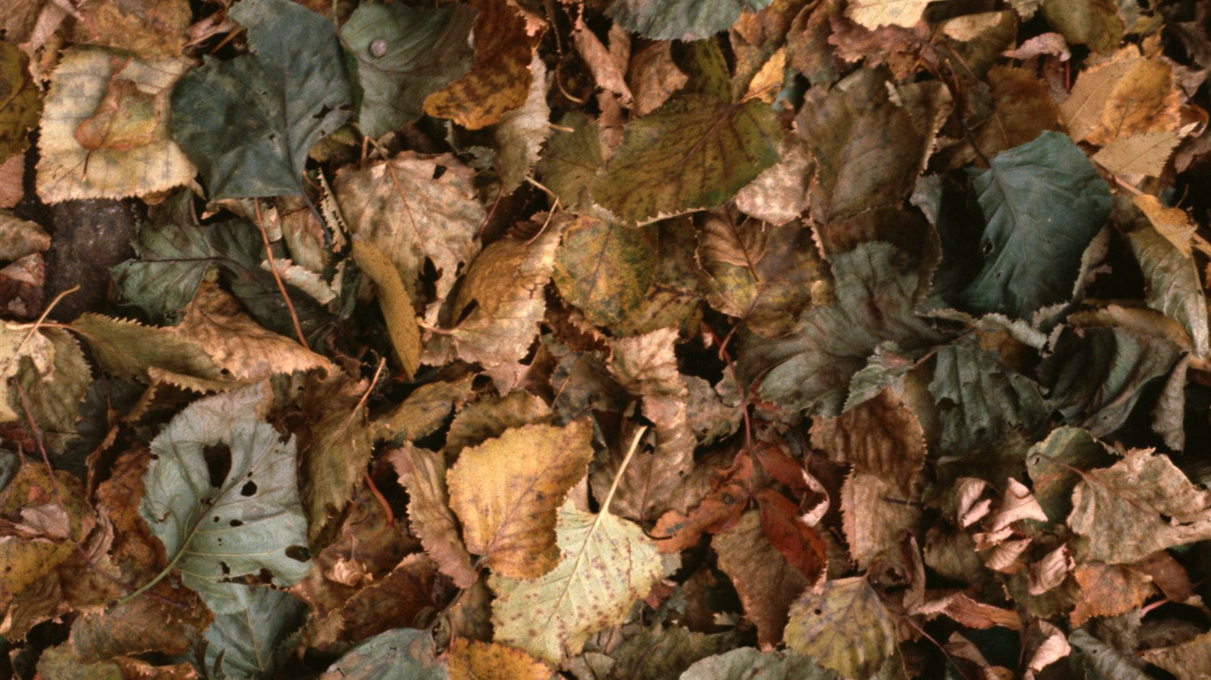 1680 꽃 녹색 잎 배경 벽지 (4) #17 - 1366x768
