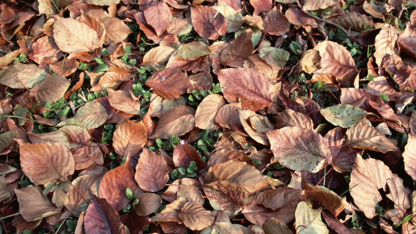 1680 꽃 녹색 잎 배경 벽지 (4) #18 - 1366x768