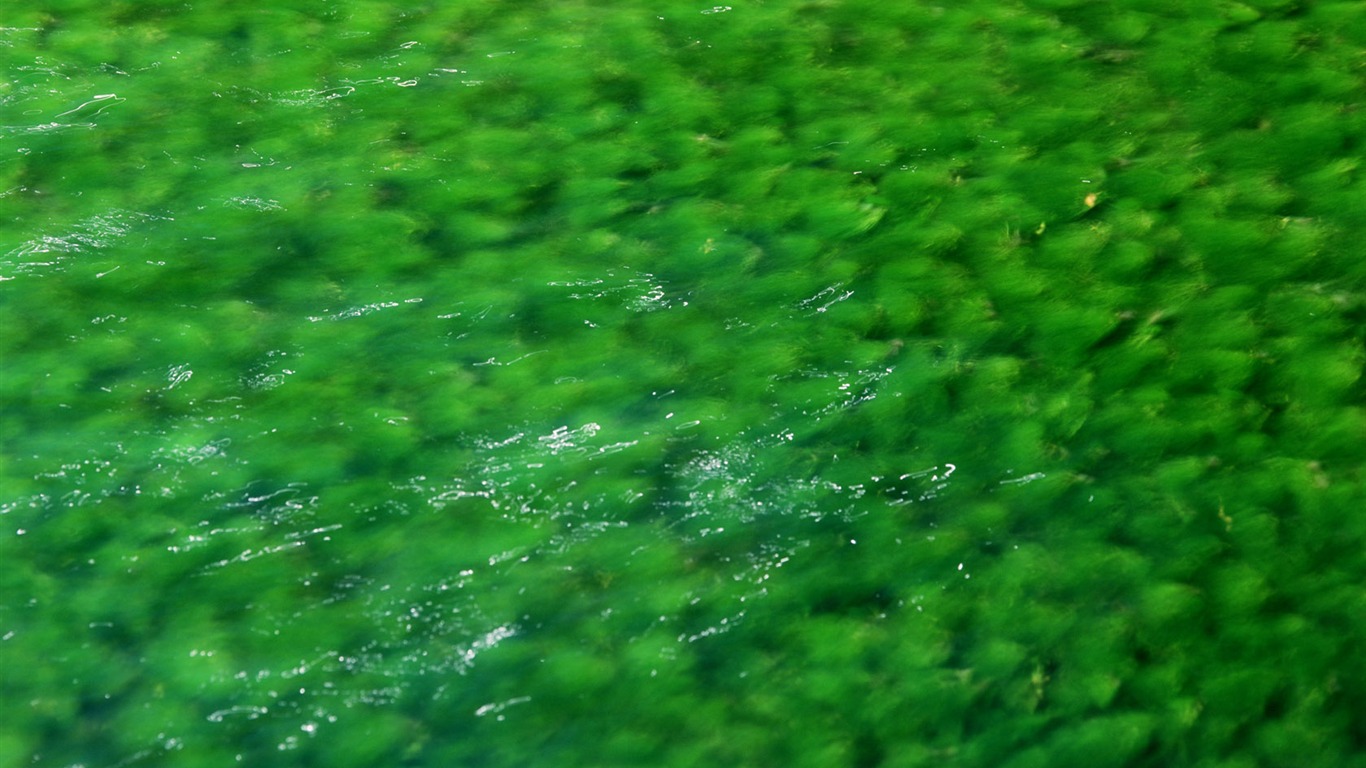 溪流特寫 壁紙(一) #12 - 1366x768
