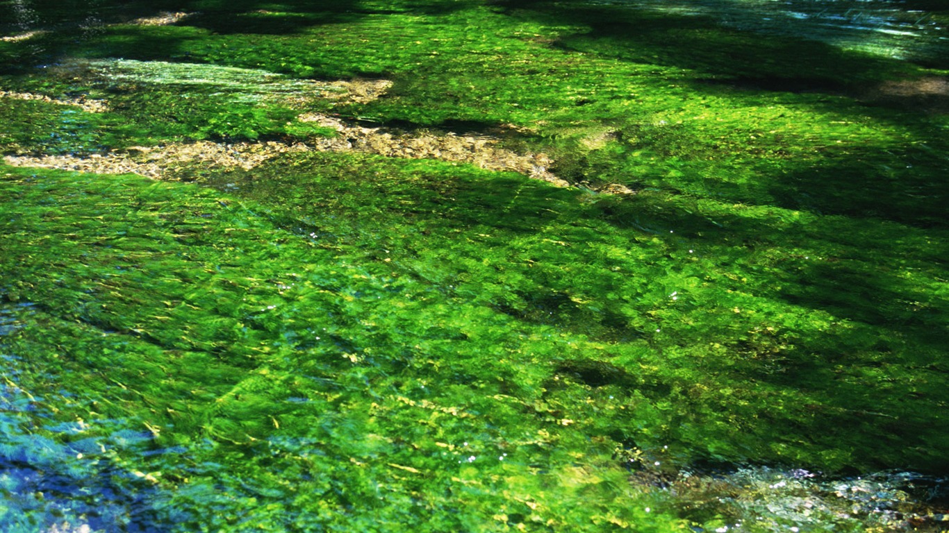 溪流特寫 壁紙(一) #15 - 1366x768