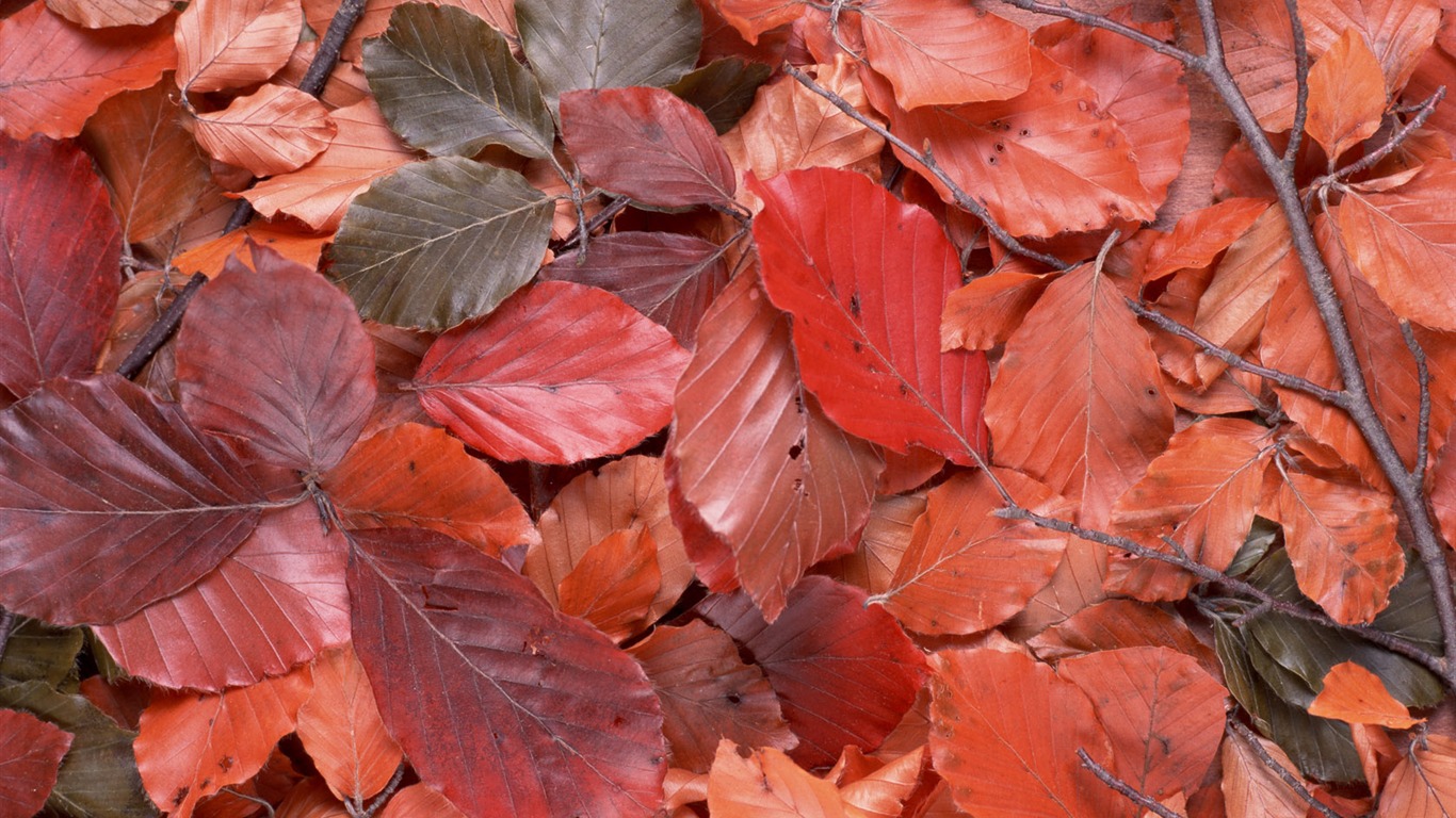 1680 flowers green leaf background wallpaper (5) #1 - 1366x768