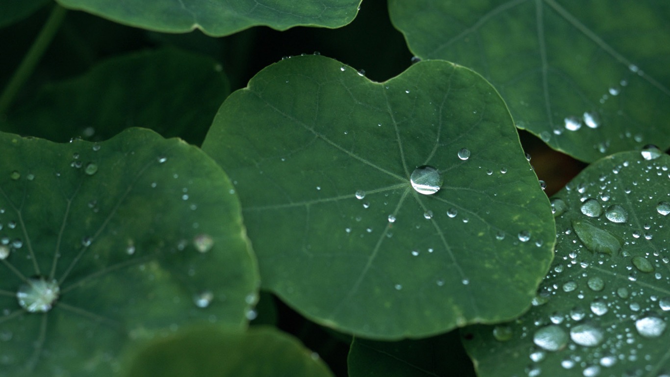 1680 flowers green leaf background wallpaper (5) #3 - 1366x768