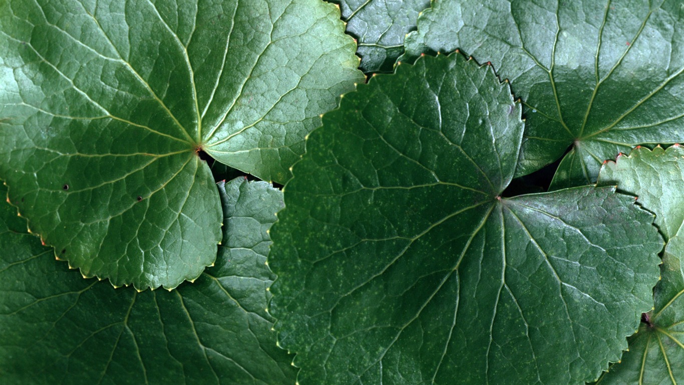 1680鮮花綠葉背景 壁紙(五) #4 - 1366x768