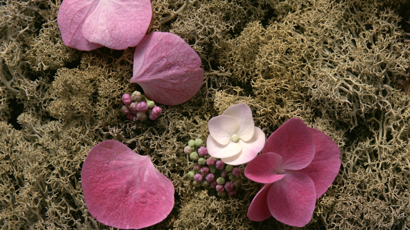 1680鮮花綠葉背景 壁紙(五) #15 - 1366x768