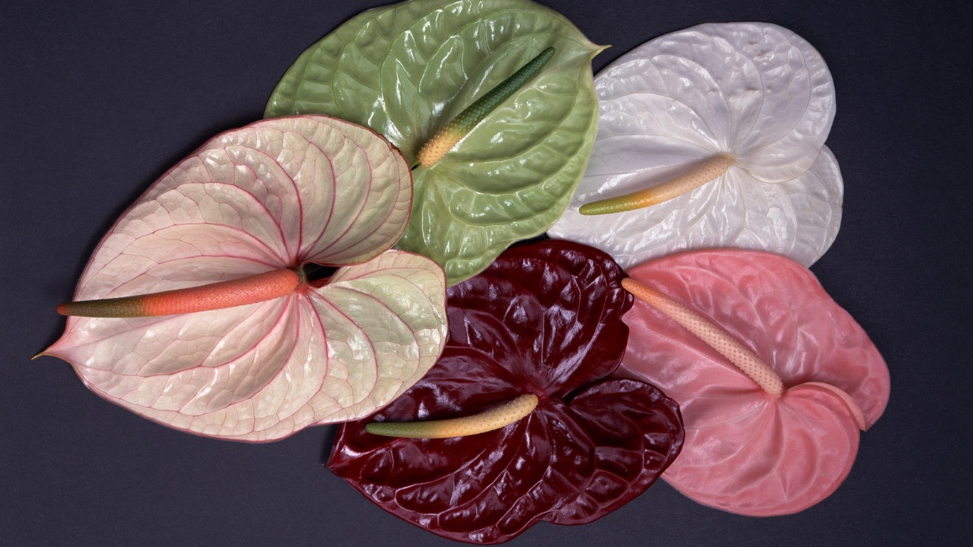 1680 flowers green leaf background wallpaper (5) #16 - 1366x768