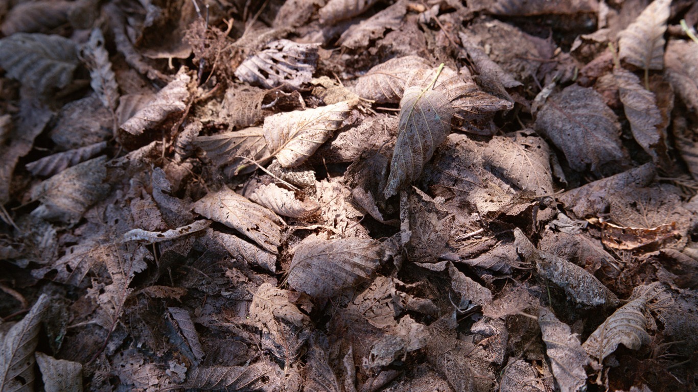 1680 fleurs vertes feuilles fond d'écran (6) #11 - 1366x768