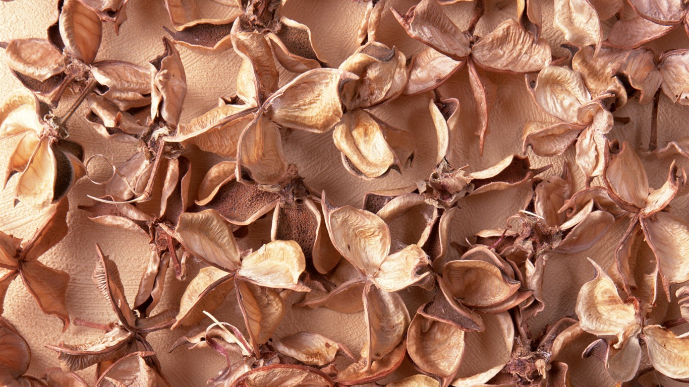 1680 fleurs vertes feuilles fond d'écran (6) #18 - 1366x768