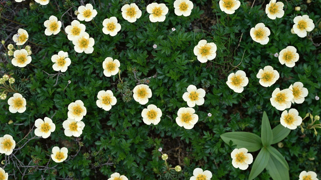 1680 fleurs vertes feuilles fond d'écran (6) #20 - 1366x768