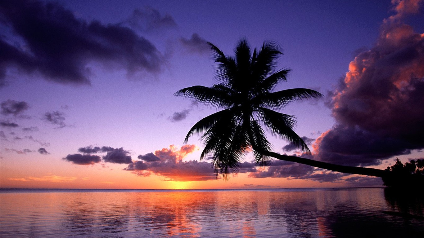 Palm tree sunset wallpaper (1) #4 - 1366x768