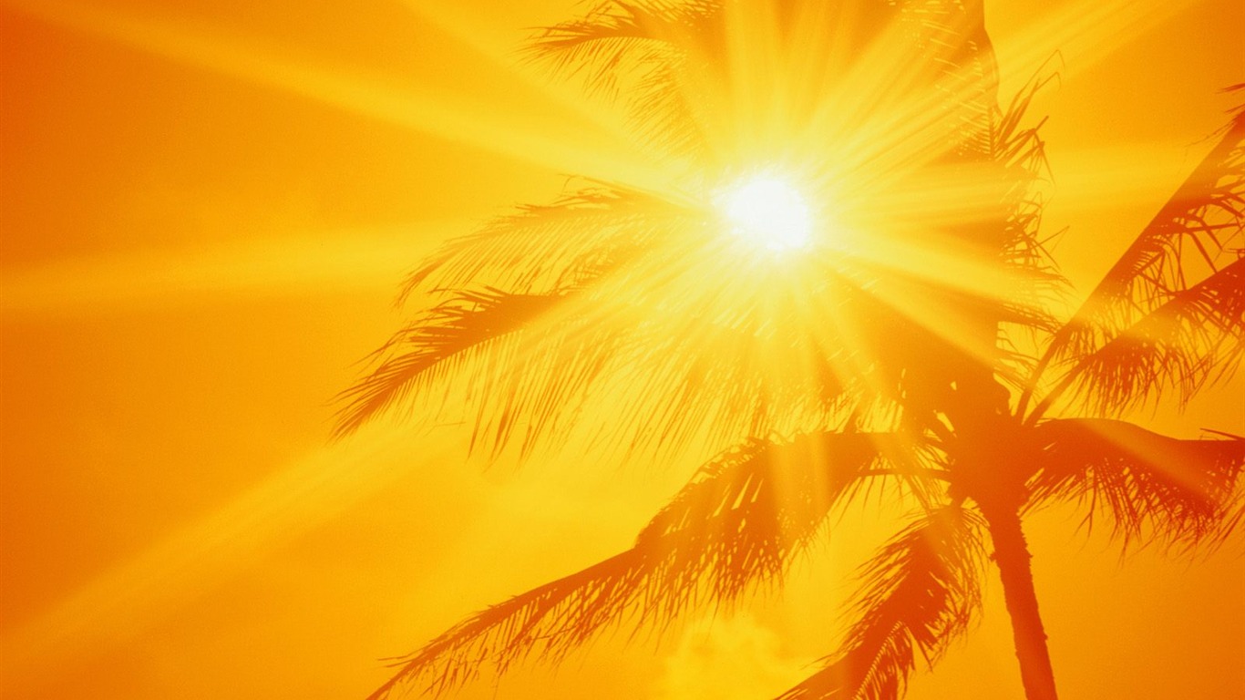 Palm tree sunset wallpaper (1) #5 - 1366x768