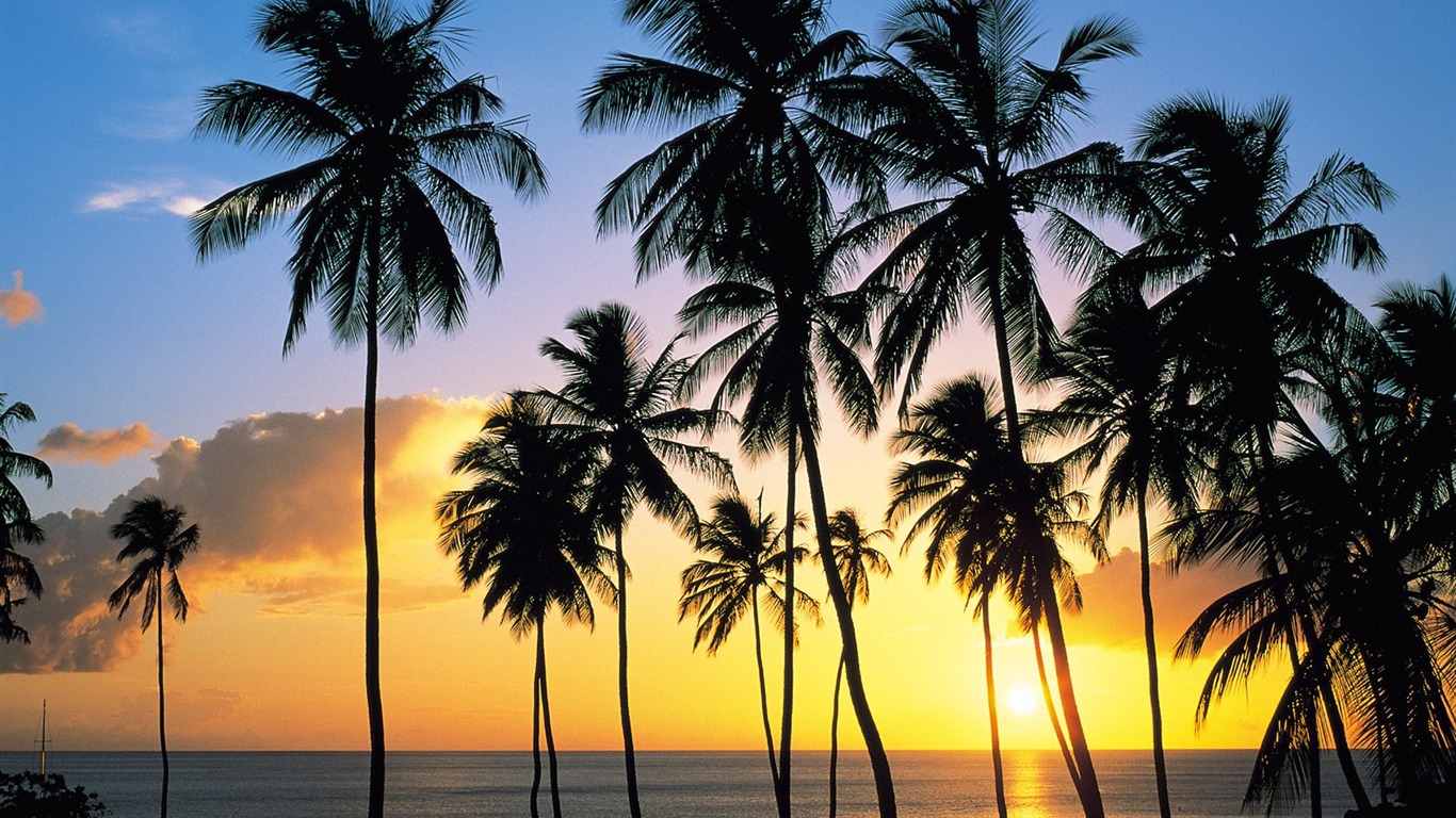 Palm tree sunset wallpaper (1) #7 - 1366x768