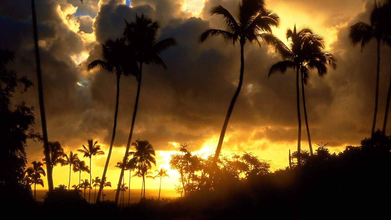 Palm tree sunset wallpaper (1) #8 - 1366x768