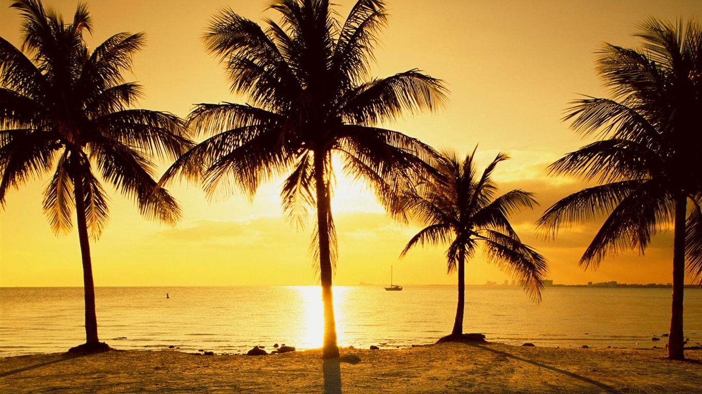 Palm tree sunset wallpaper (1) #9 - 1366x768