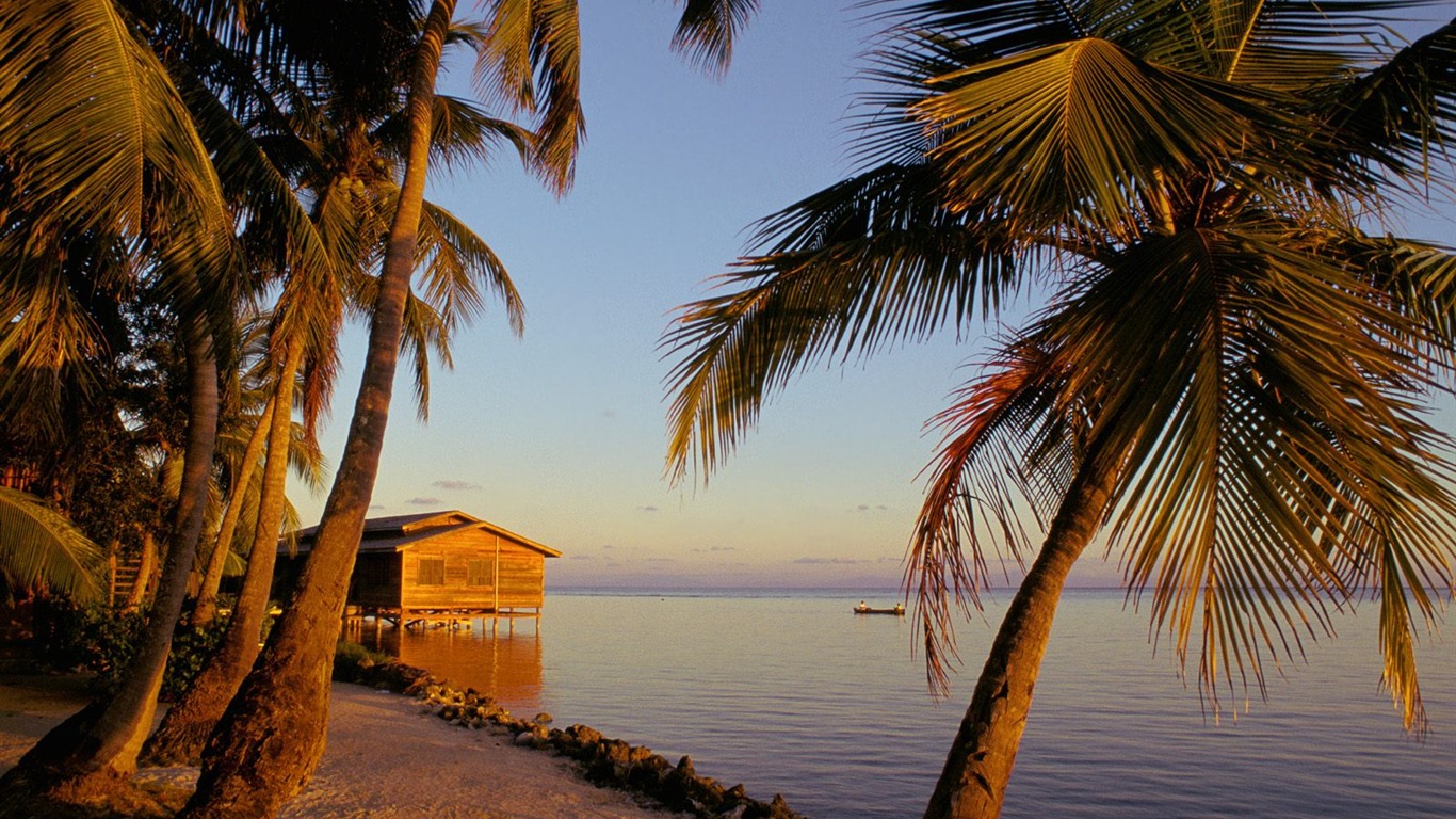 Palm tree sunset wallpaper (1) #11 - 1366x768