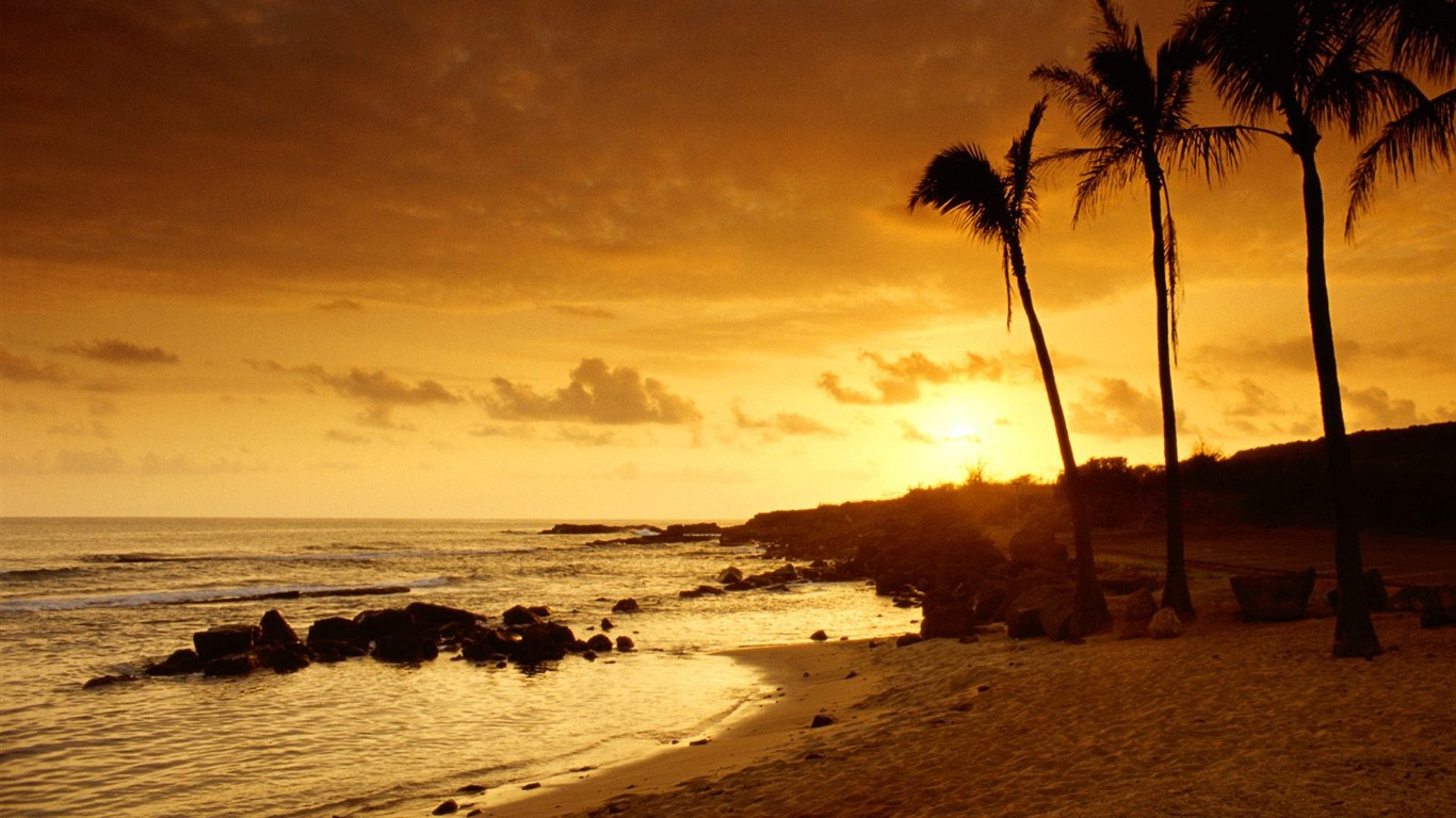 Palm tree sunset wallpaper (1) #13 - 1366x768