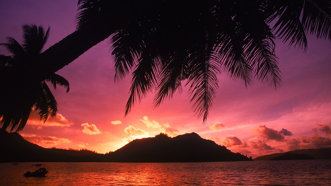 Palm tree sunset wallpaper (1) #14 - 1366x768