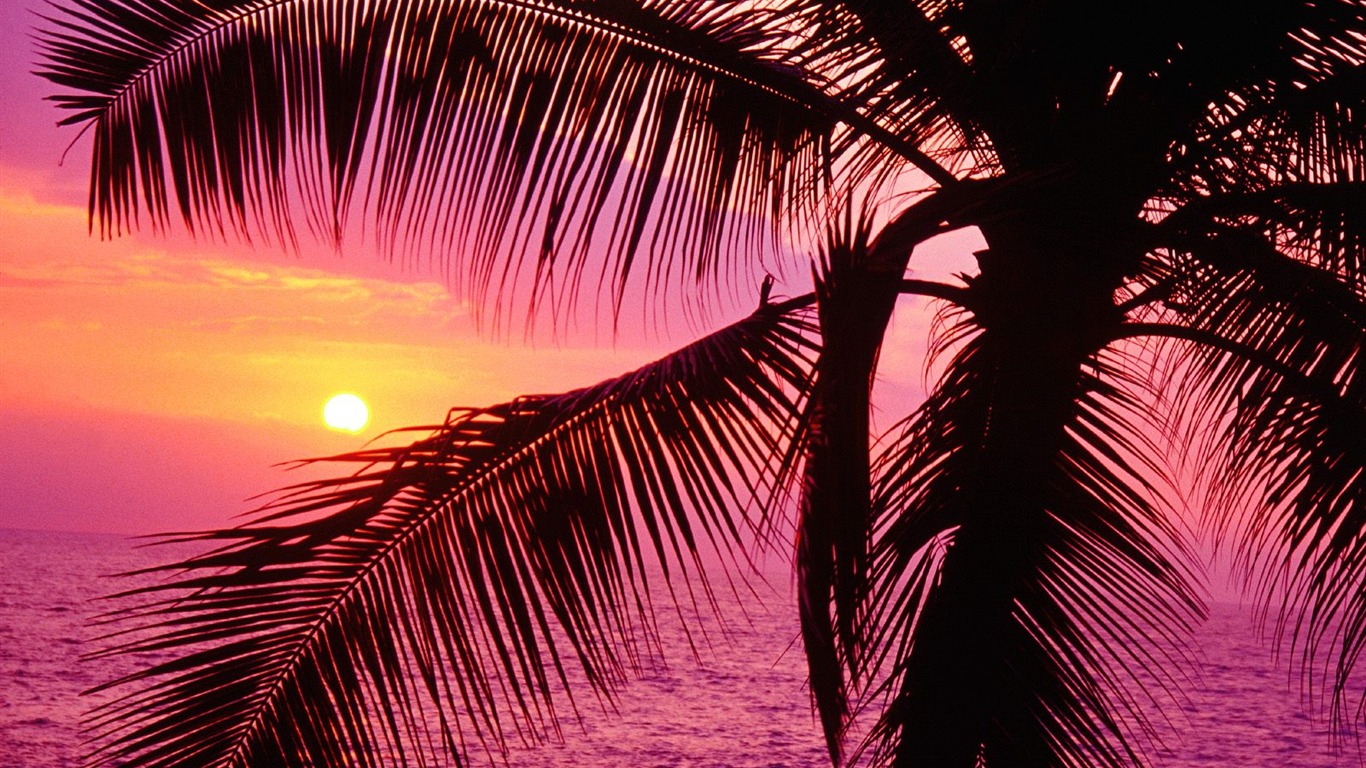 Palm tree sunset wallpaper (1) #15 - 1366x768