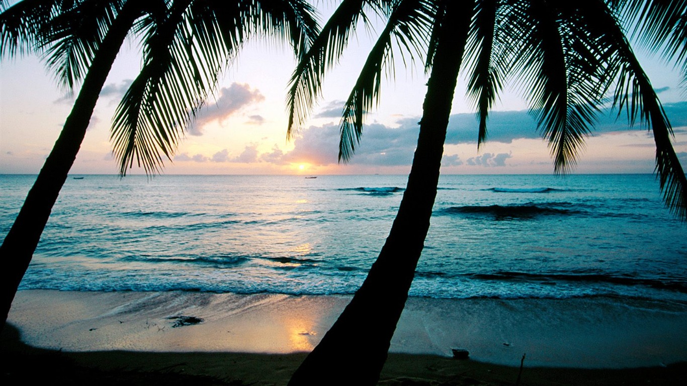 Palm tree sunset wallpaper (1) #17 - 1366x768