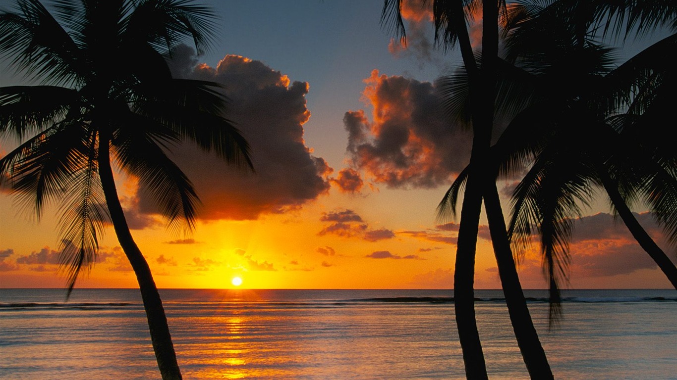 Palm tree sunset wallpaper (1) #21 - 1366x768