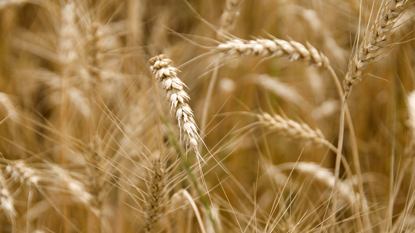 Wheat wallpaper (3) #2 - 1366x768