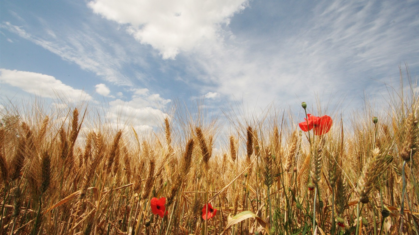 Wheat wallpaper (3) #4 - 1366x768