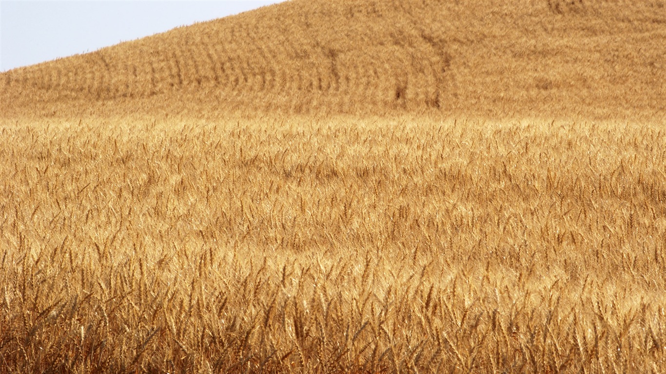 麥穗麥田 壁紙(三) #5 - 1366x768