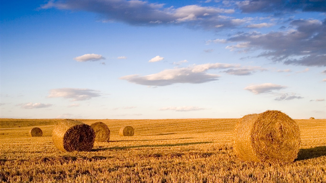 Wheat wallpaper (3) #6 - 1366x768