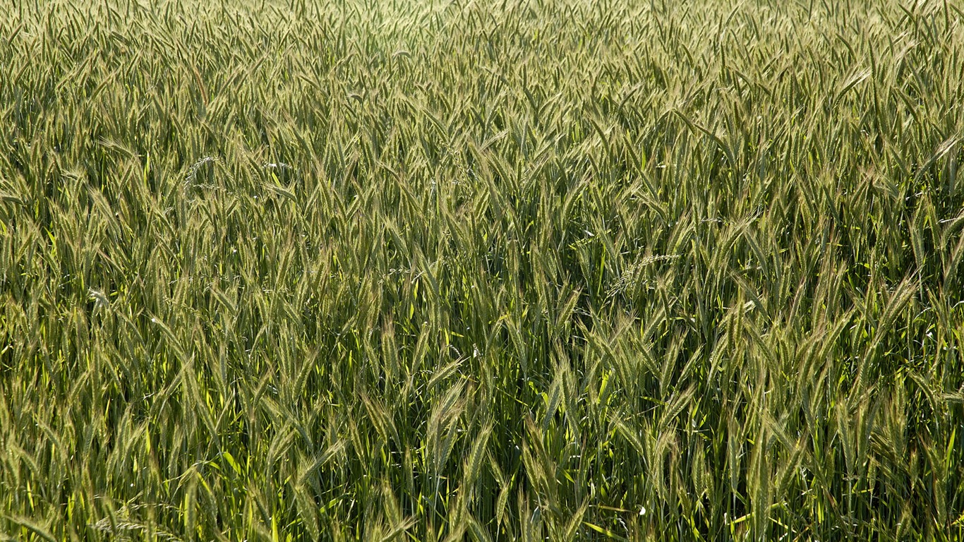 Fond d'écran du blé (3) #7 - 1366x768