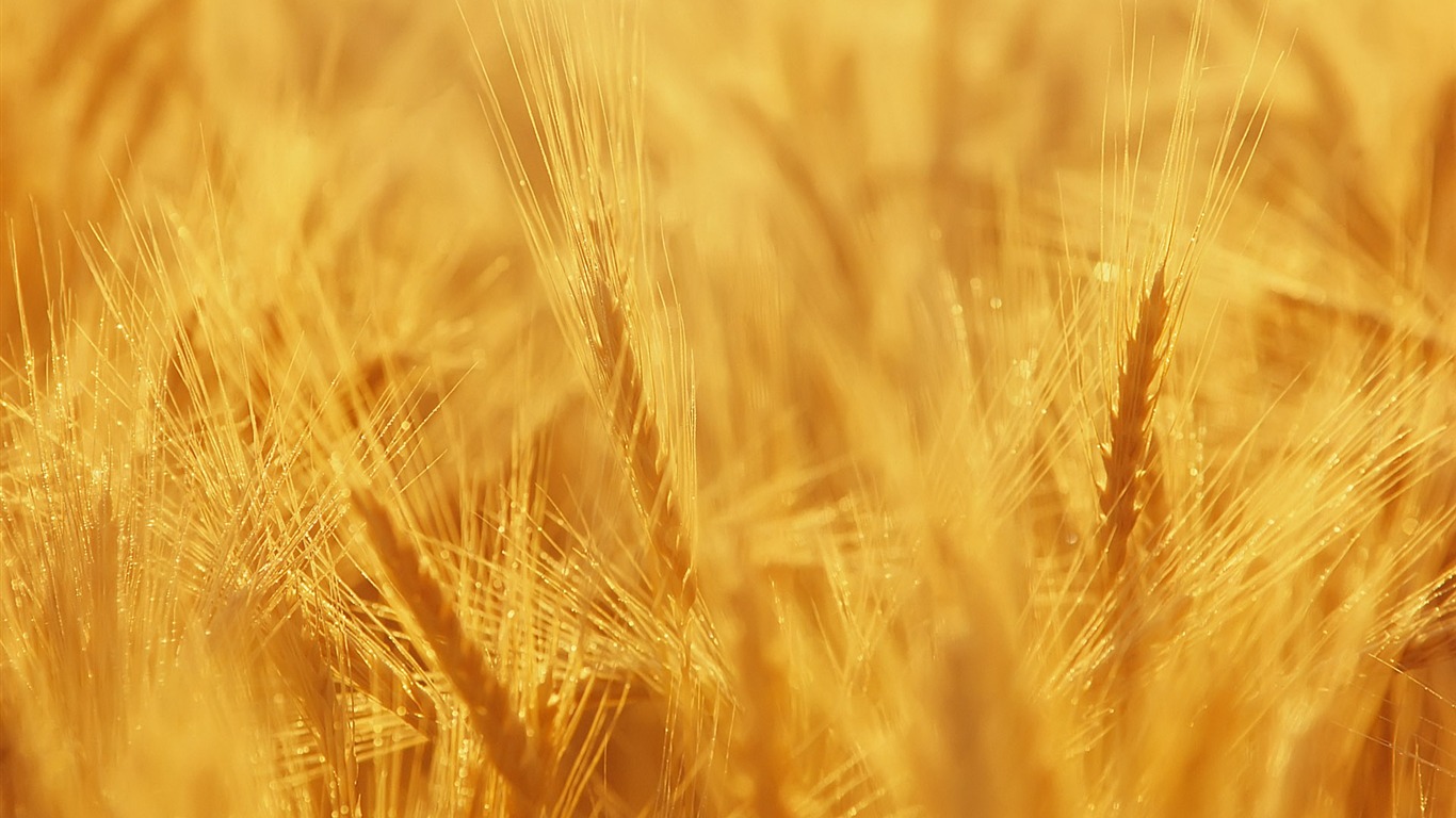 Wheat wallpaper (3) #8 - 1366x768