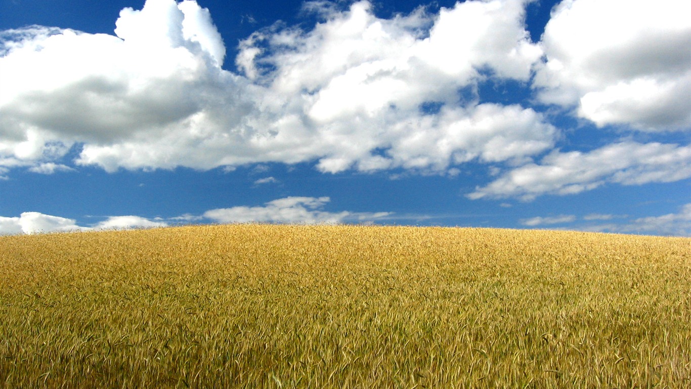 Wheat wallpaper (3) #10 - 1366x768