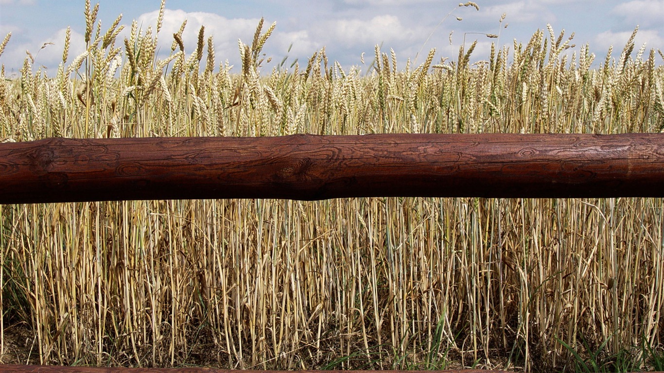 Pšenice tapety (3) #11 - 1366x768
