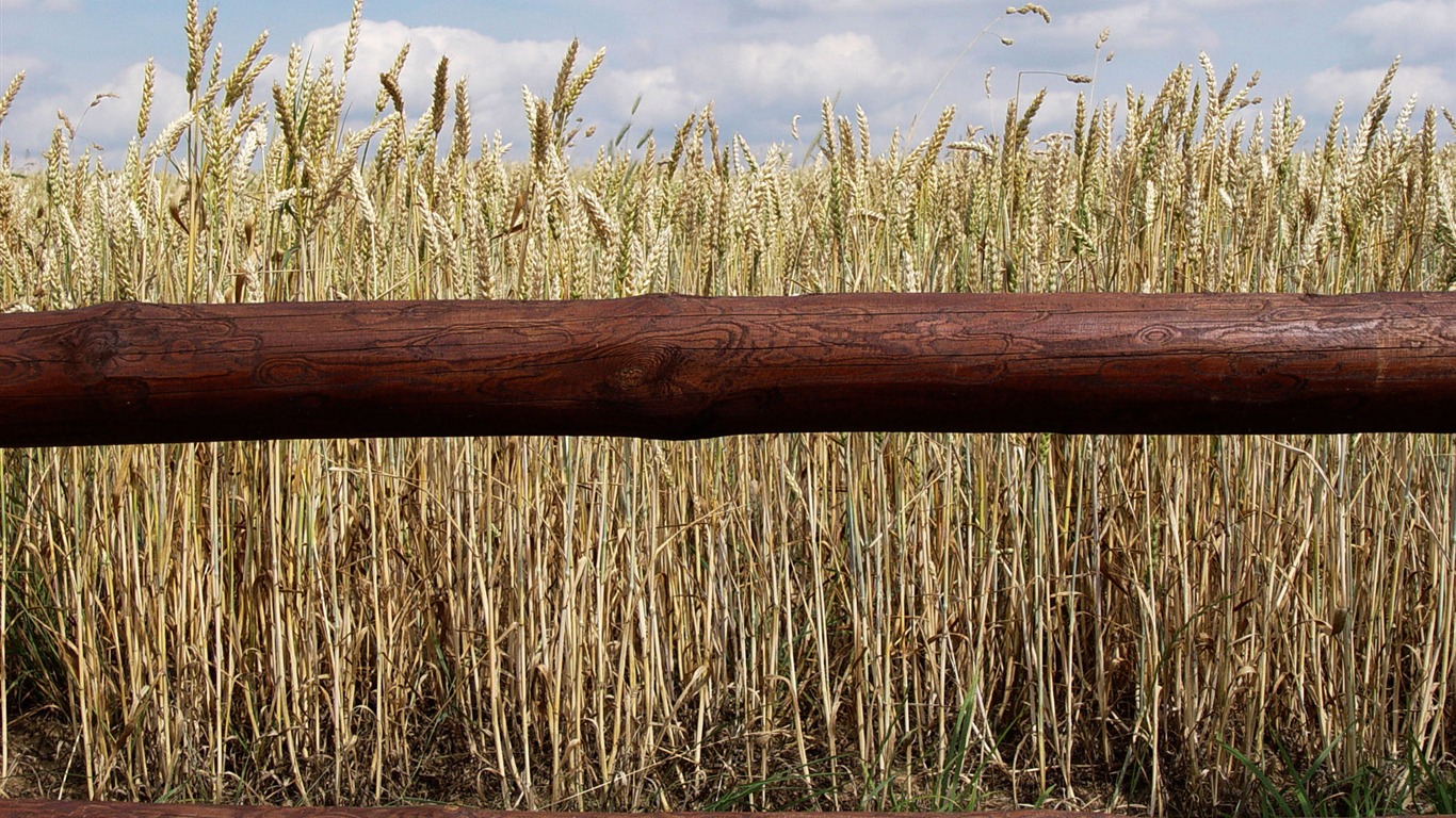 Wheat wallpaper (3) #11 - 1366x768