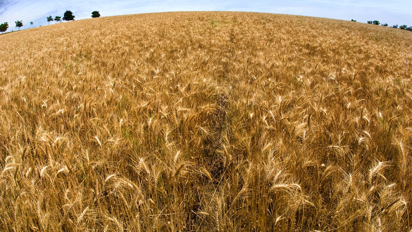 Fond d'écran du blé (3) #12 - 1366x768