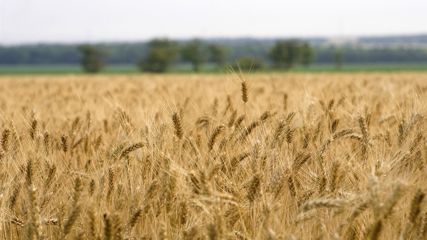 Wheat wallpaper (3) #13 - 1366x768