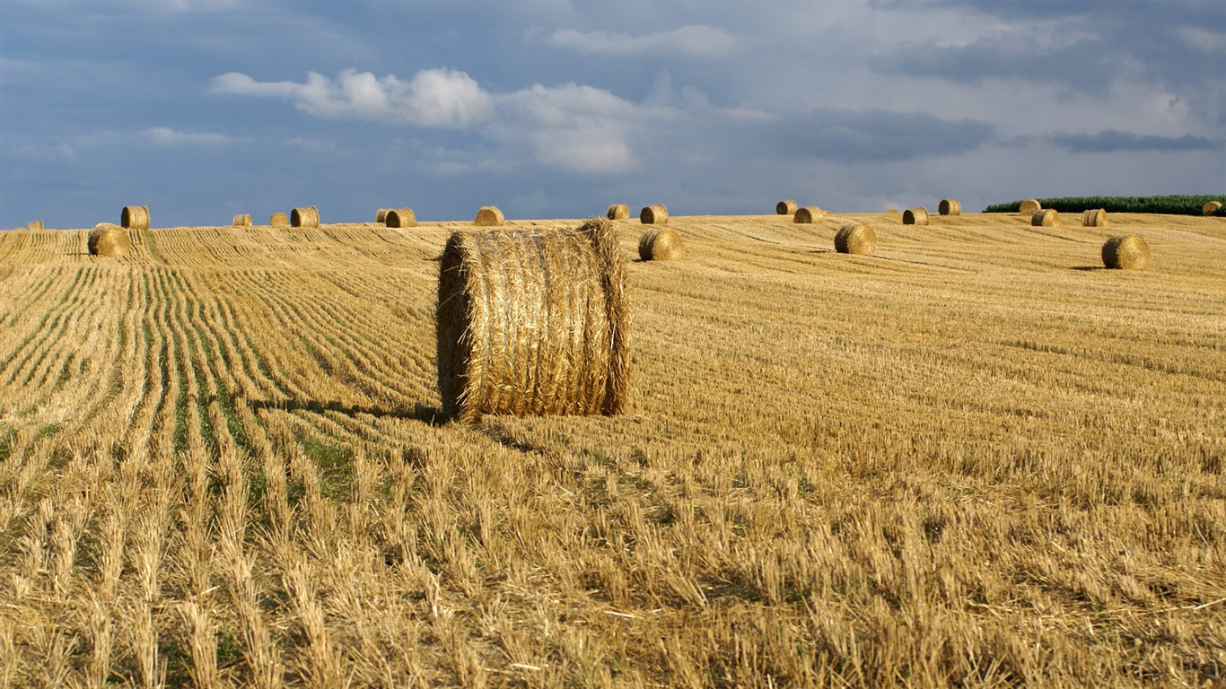 Pšenice tapety (3) #14 - 1366x768