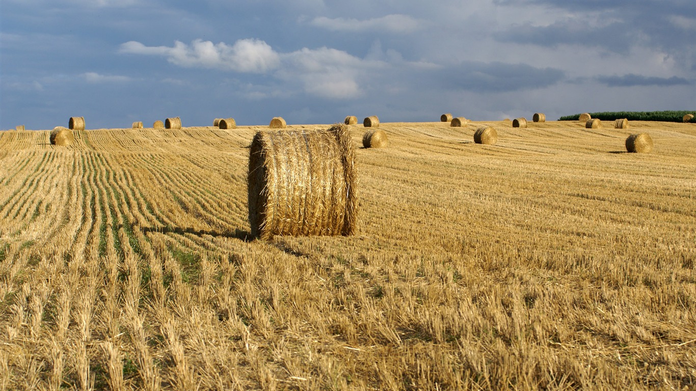 Wheat wallpaper (3) #14 - 1366x768