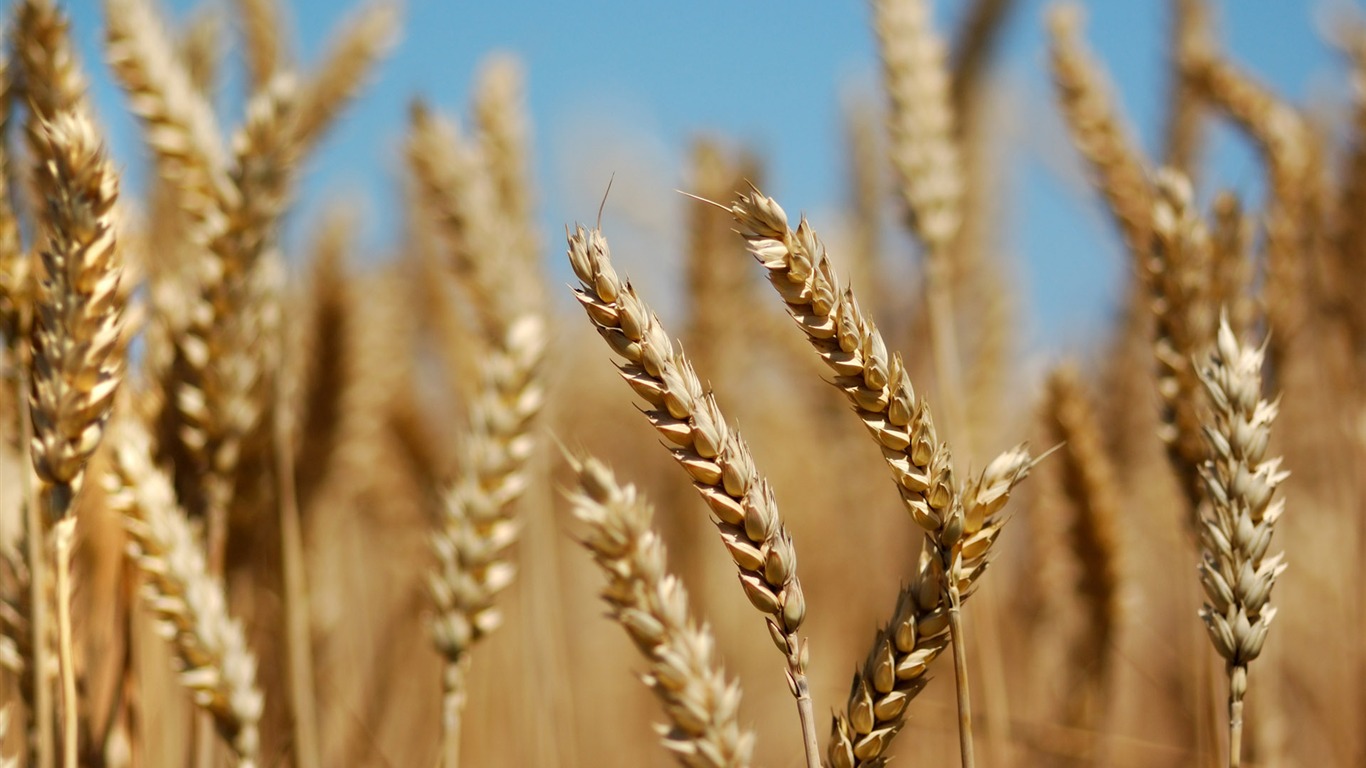 Wheat wallpaper (3) #17 - 1366x768