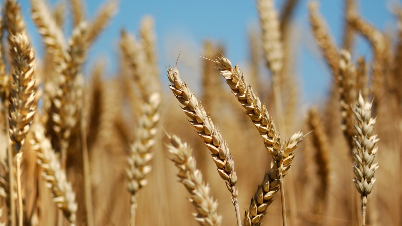 Wheat wallpaper (3) #17 - 1366x768