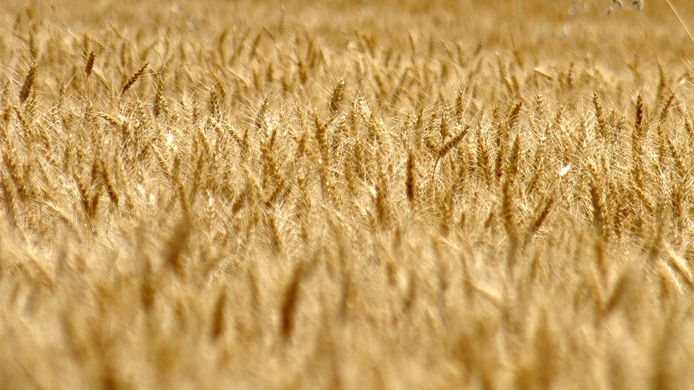 Fond d'écran du blé (3) #18 - 1366x768