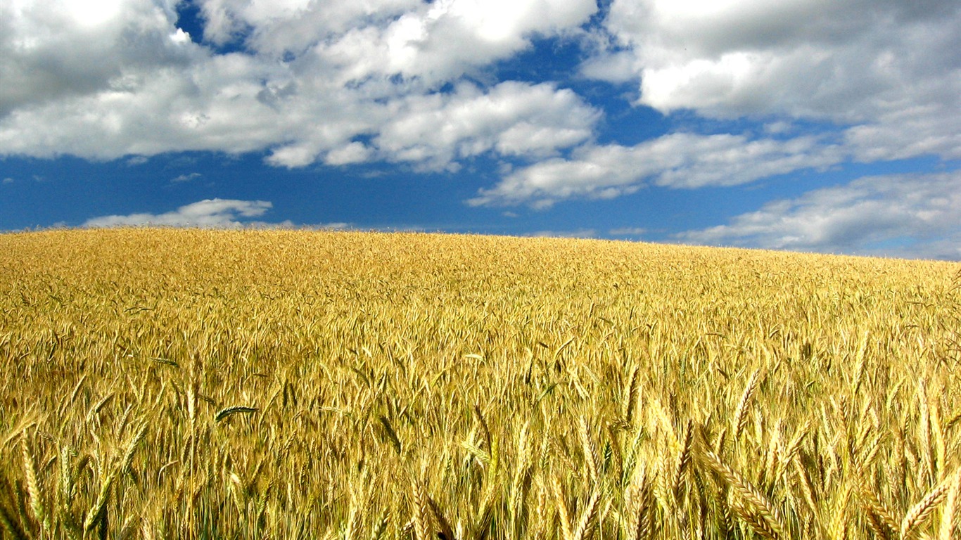 Wheat wallpaper (3) #19 - 1366x768