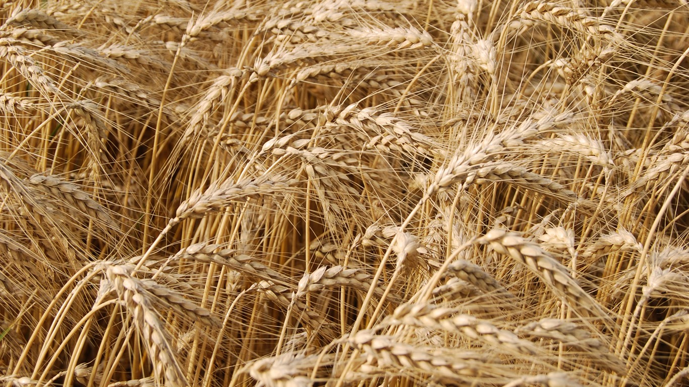 Wheat wallpaper (4) #2 - 1366x768