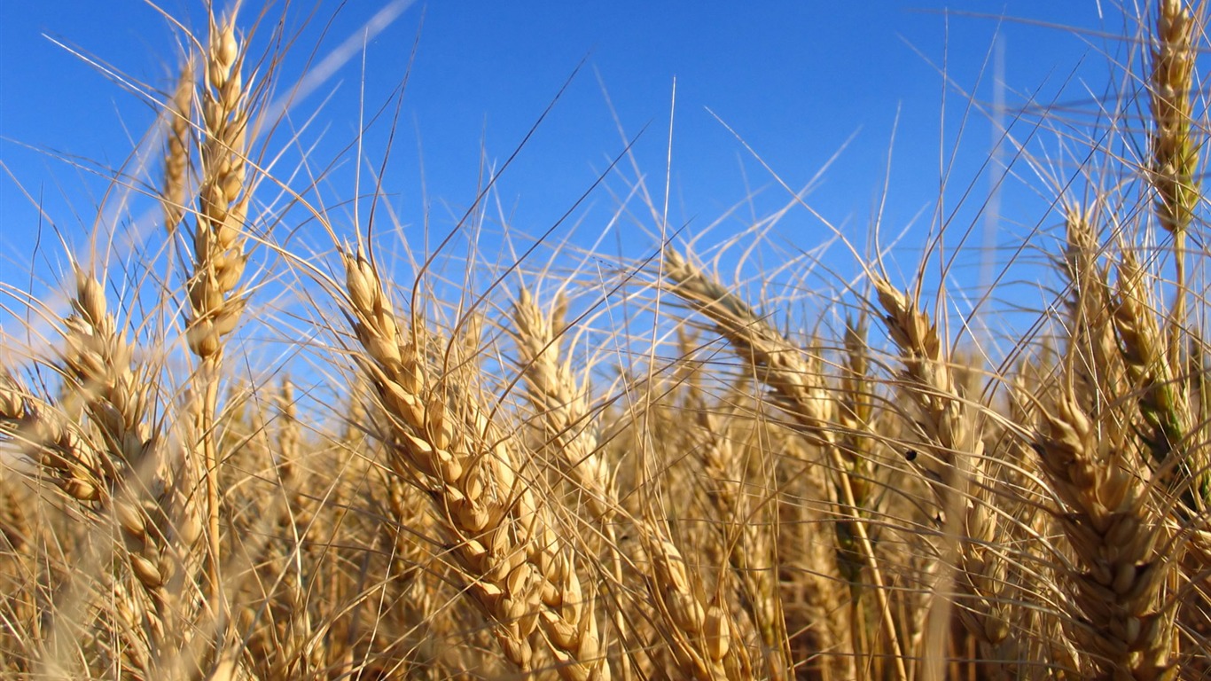 Wheat wallpaper (4) #3 - 1366x768