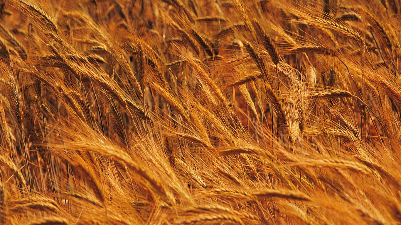 Wheat wallpaper (4) #4 - 1366x768