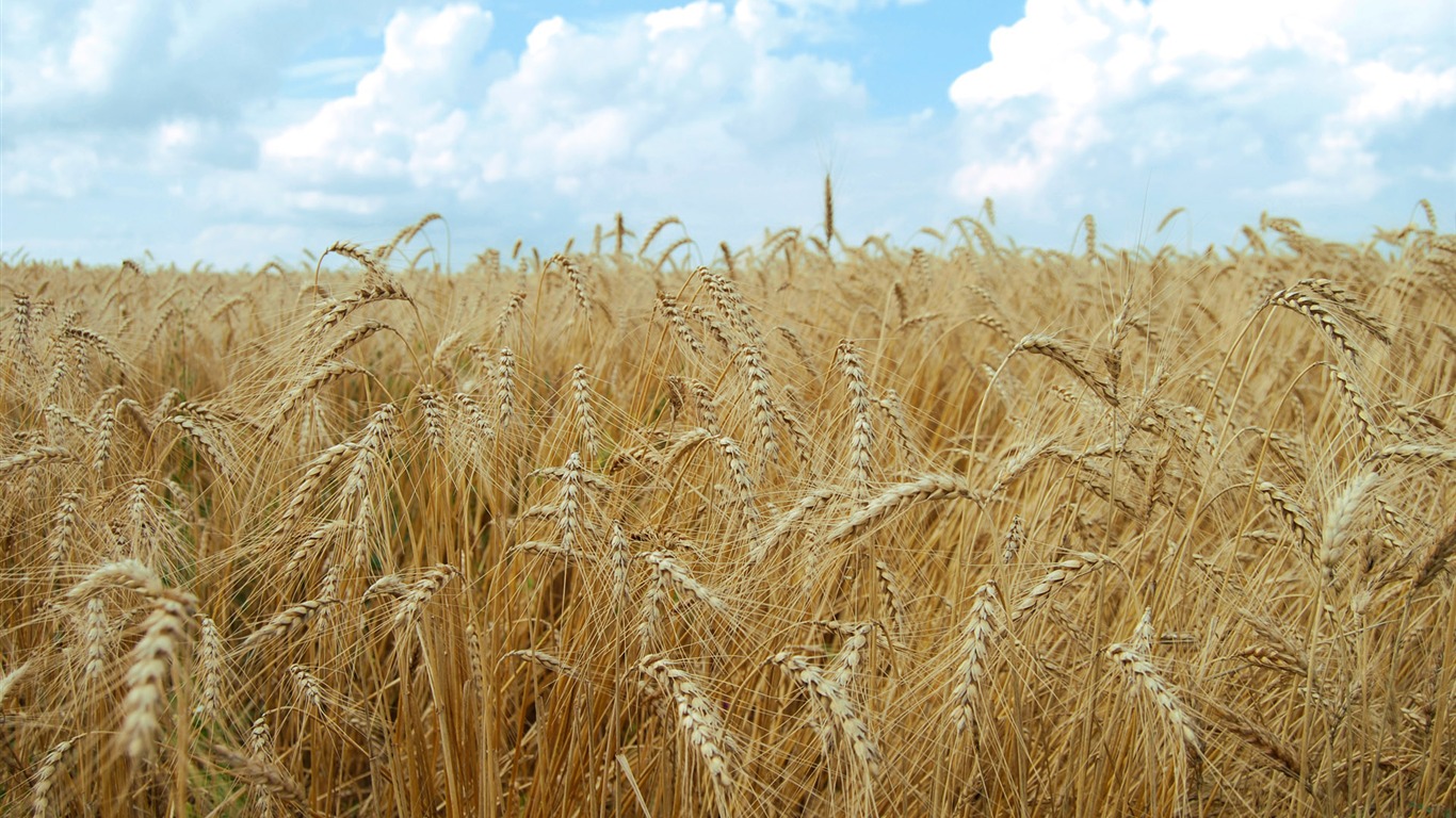 Wheat wallpaper (4) #5 - 1366x768