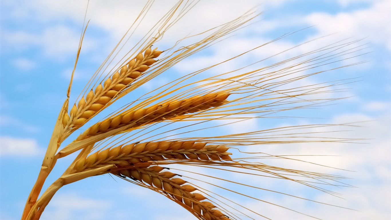 Wheat wallpaper (4) #6 - 1366x768