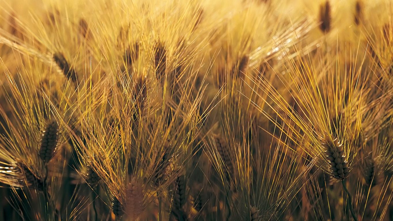 Wheat wallpaper (4) #7 - 1366x768