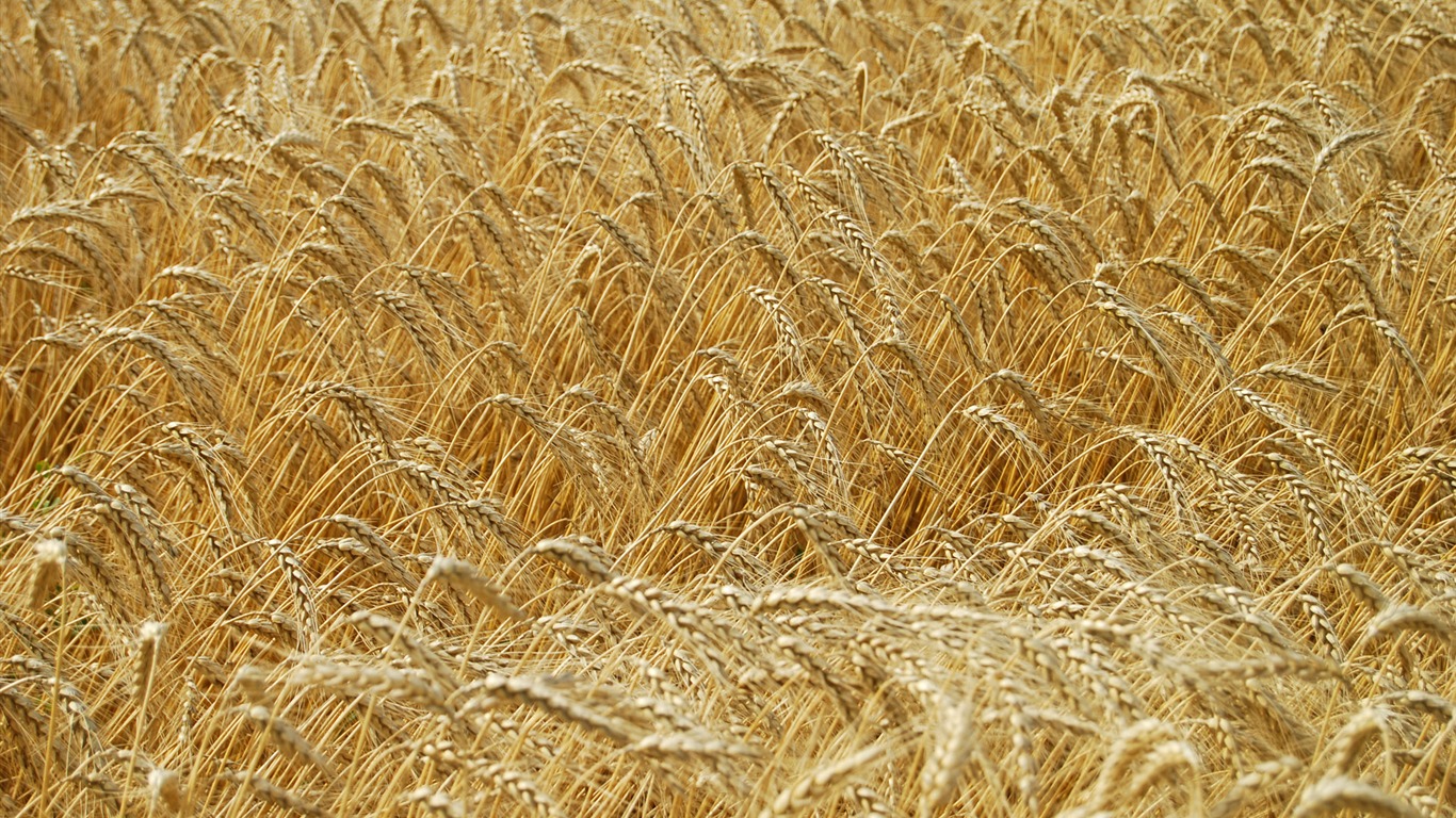 Wheat wallpaper (4) #8 - 1366x768
