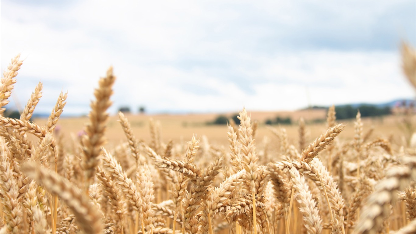 Wheat wallpaper (4) #11 - 1366x768