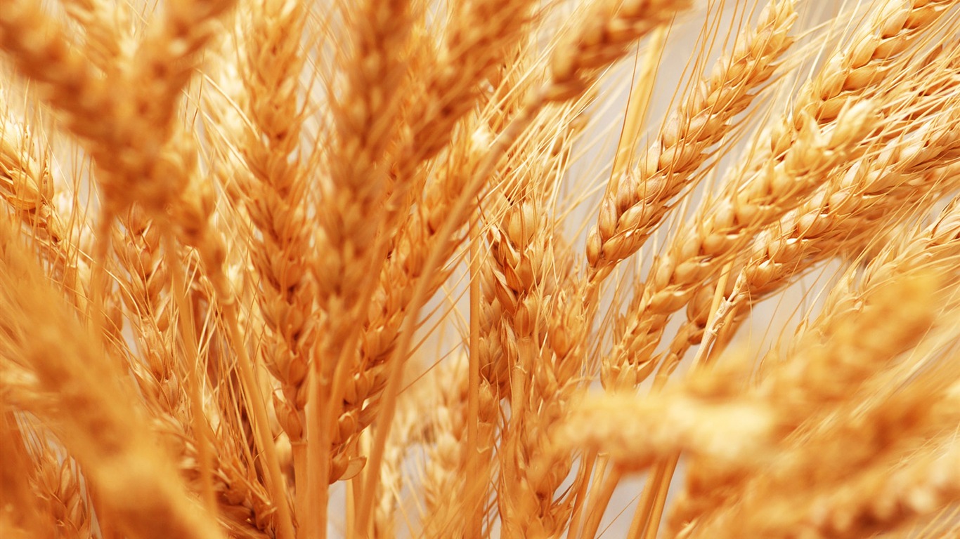 Wheat wallpaper (4) #13 - 1366x768