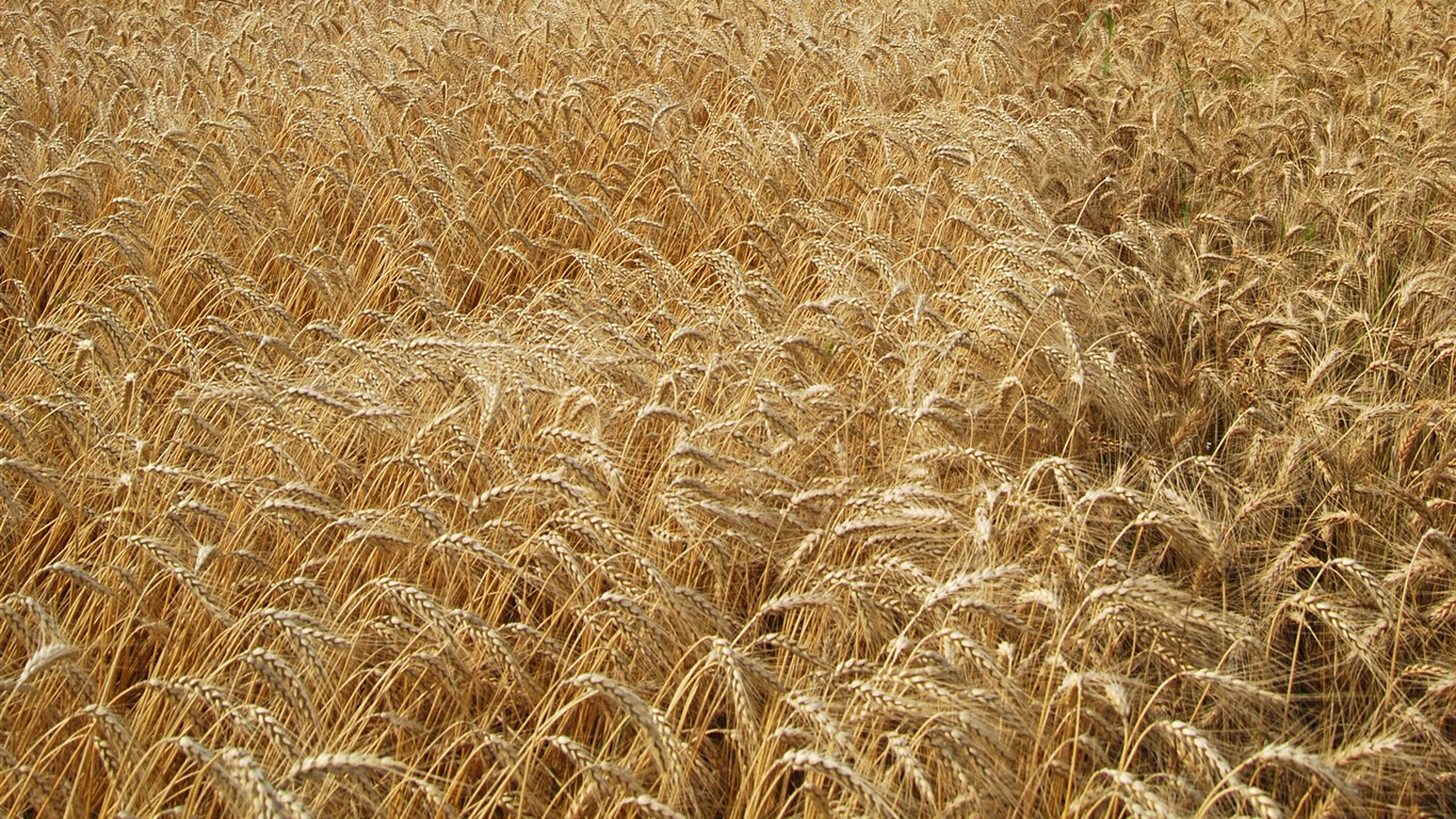 Wheat wallpaper (4) #15 - 1366x768